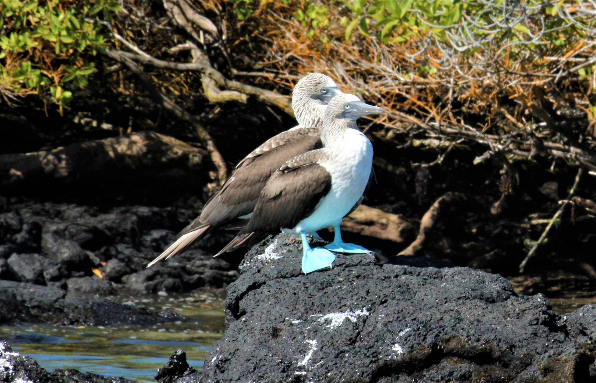 Reading 96 - Blue-footed Boobies