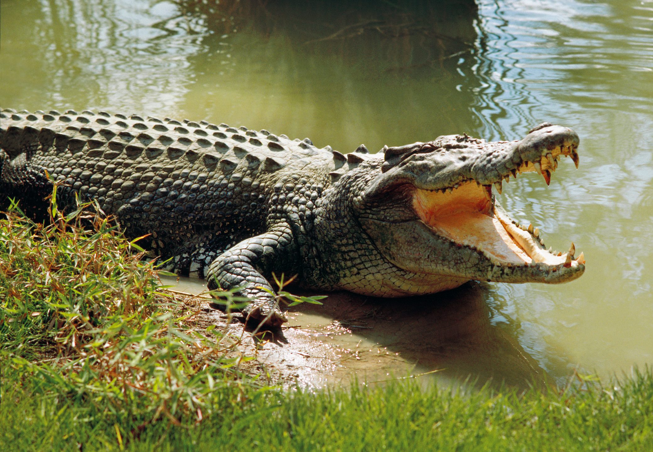 Reading 94 - The evolutional mystery: Crocodile survives