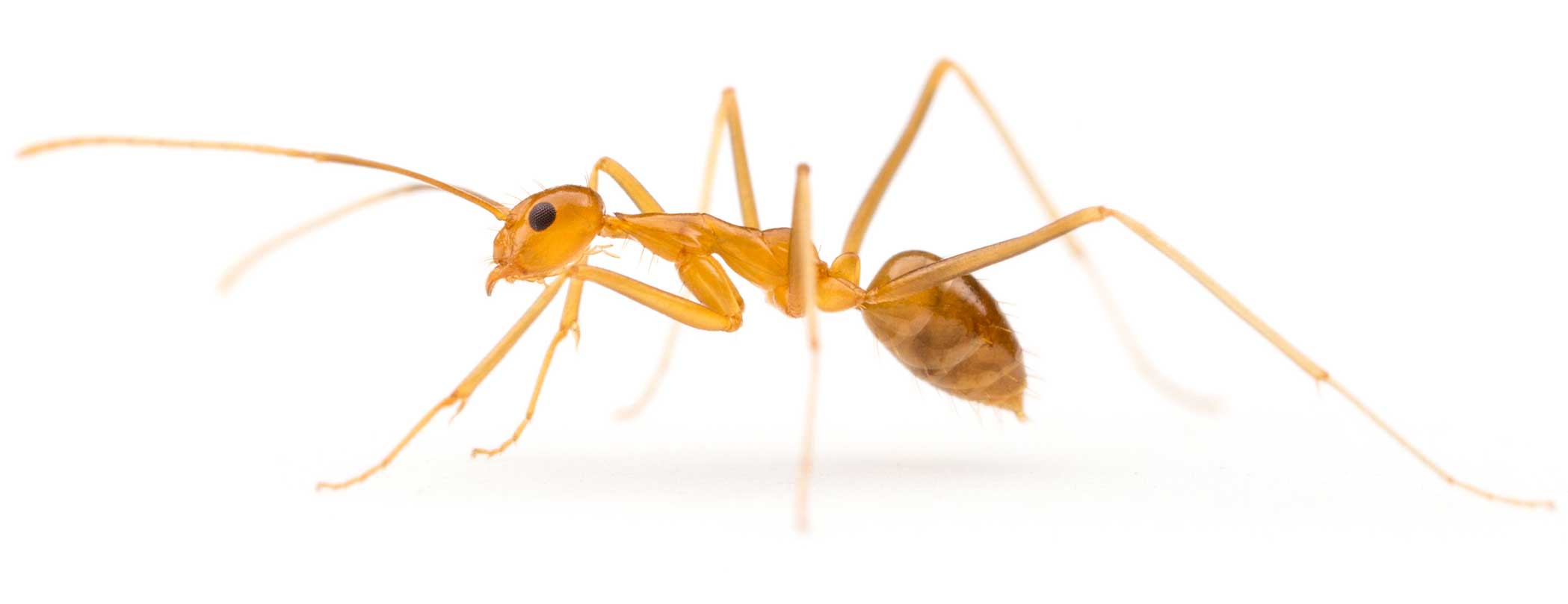 Reading 96 - Chinese Yellow Citrus Ant for BIOLOGICAL CONTROL